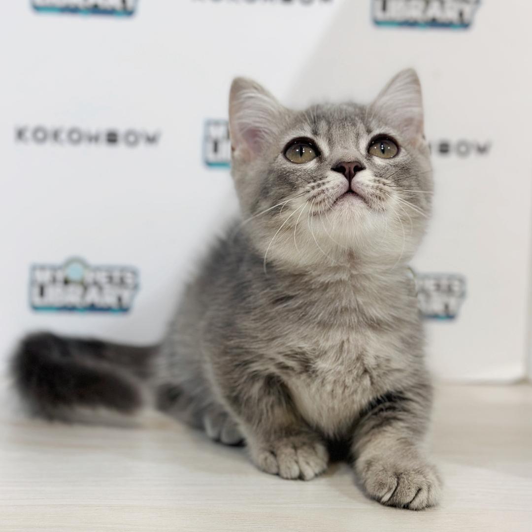 Super Short Munchkin British Shorthair Kitten