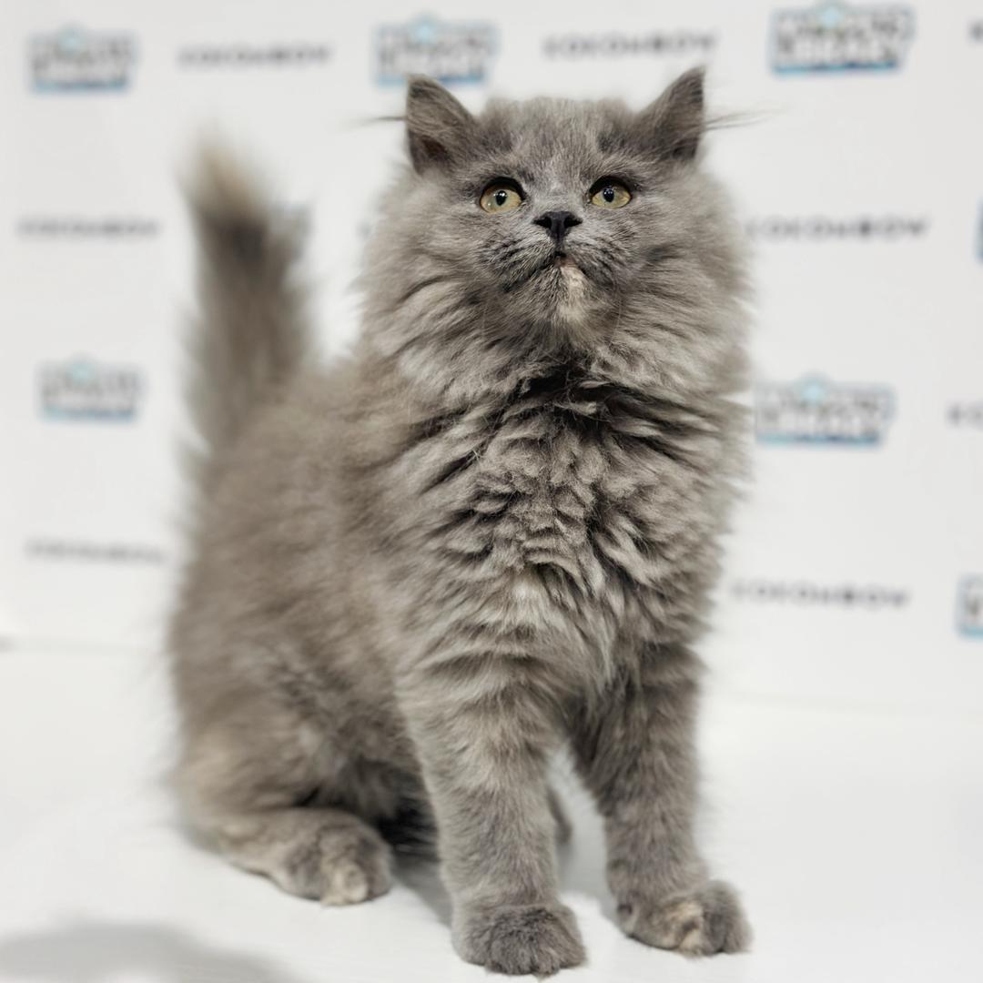 Turkish Angora British Longhair Kitten