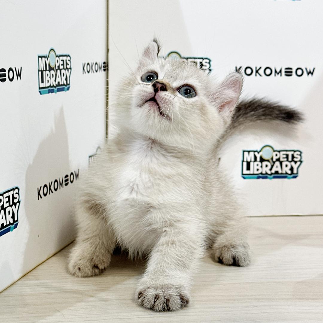 Super Short Munchkin Kinkalow Kitten