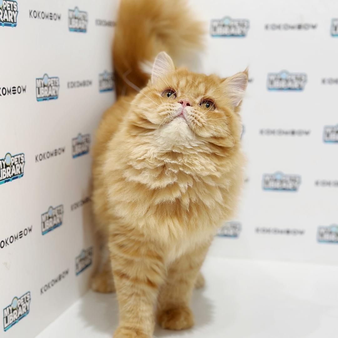 Scottishstraight Kitten