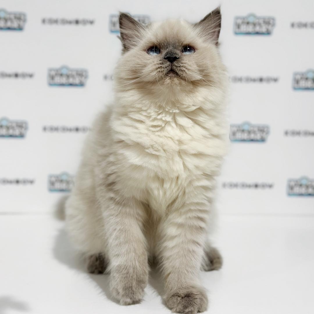 Himalayan Persian Kitten