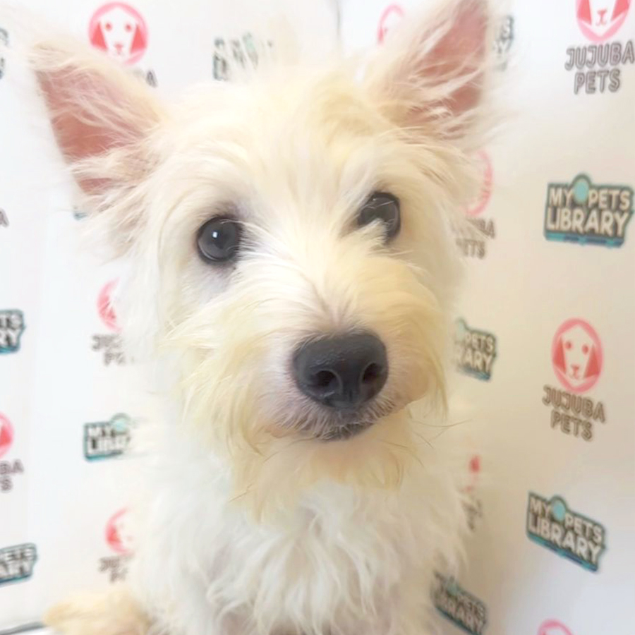 West Highland Terrier Puppy