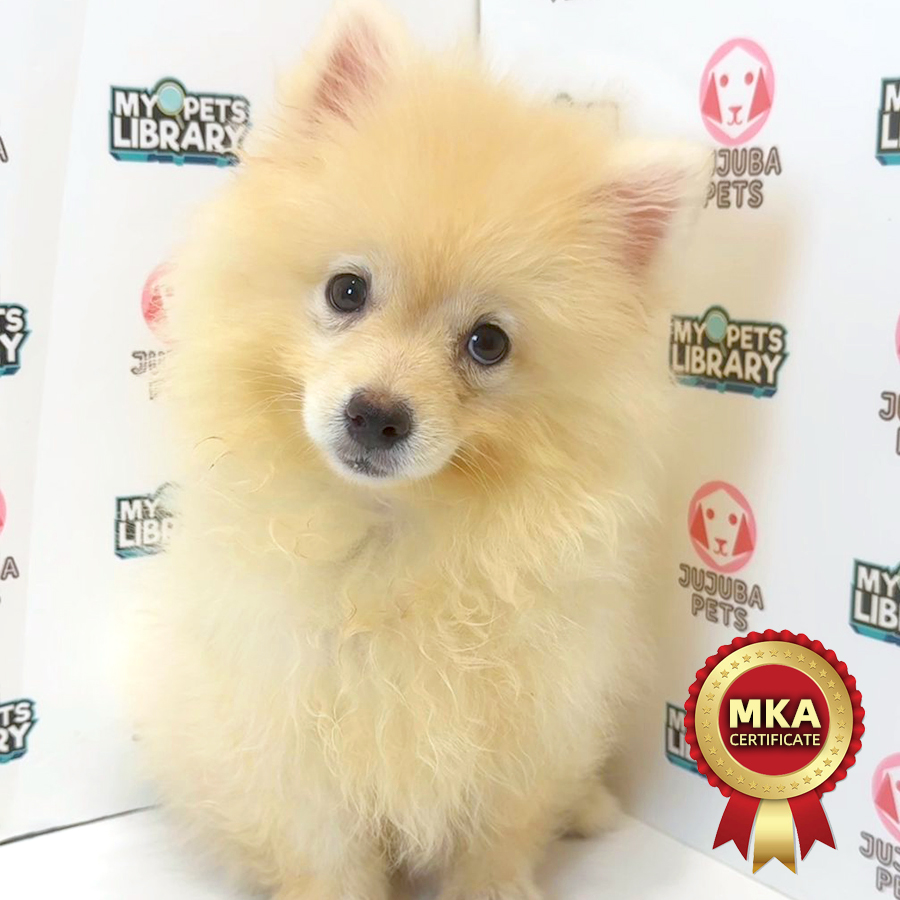 MKA Pomeranian Puppy