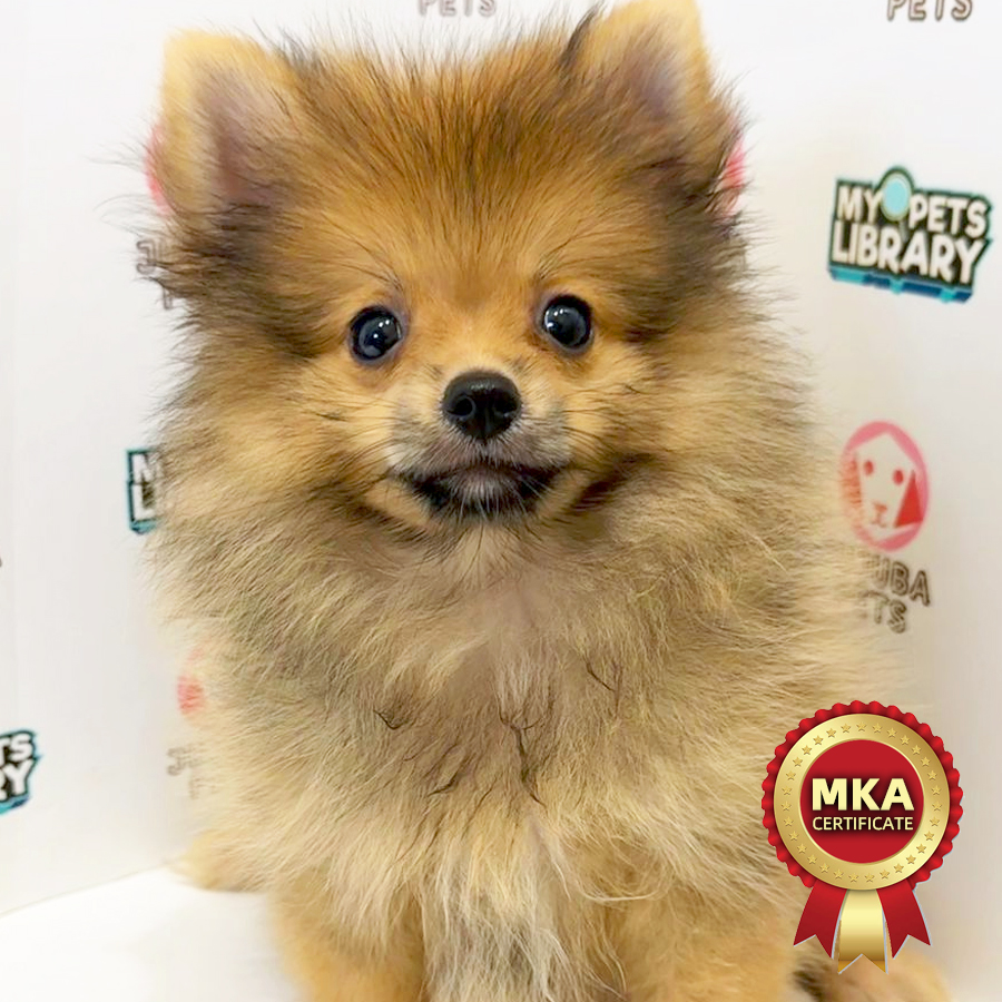 MKA Pomeranian Puppy