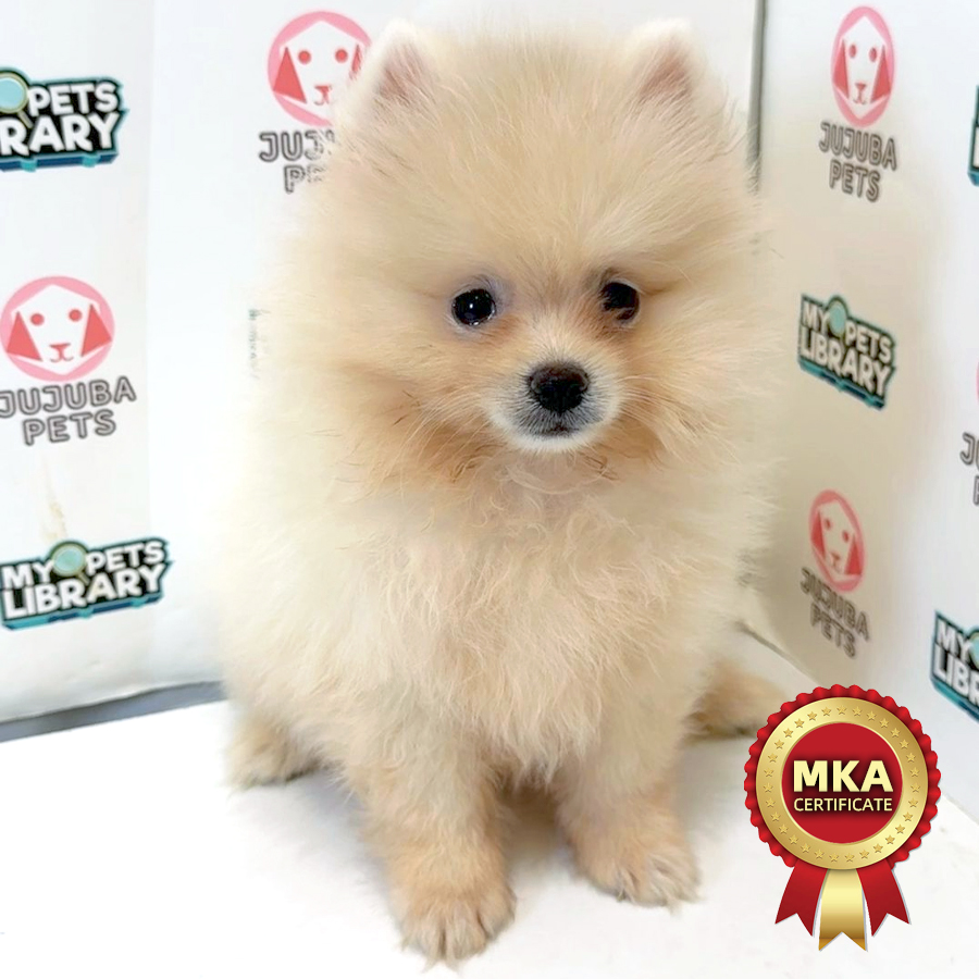 MKA Pomeranian Puppy