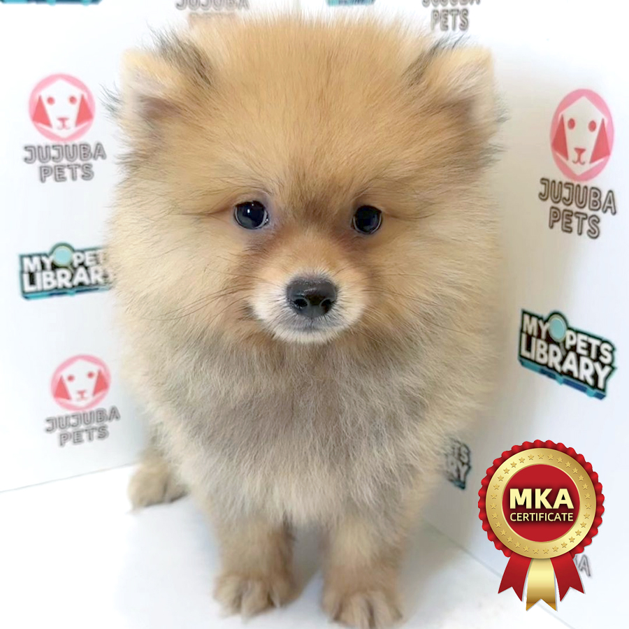 MKA Pomeranian Puppy