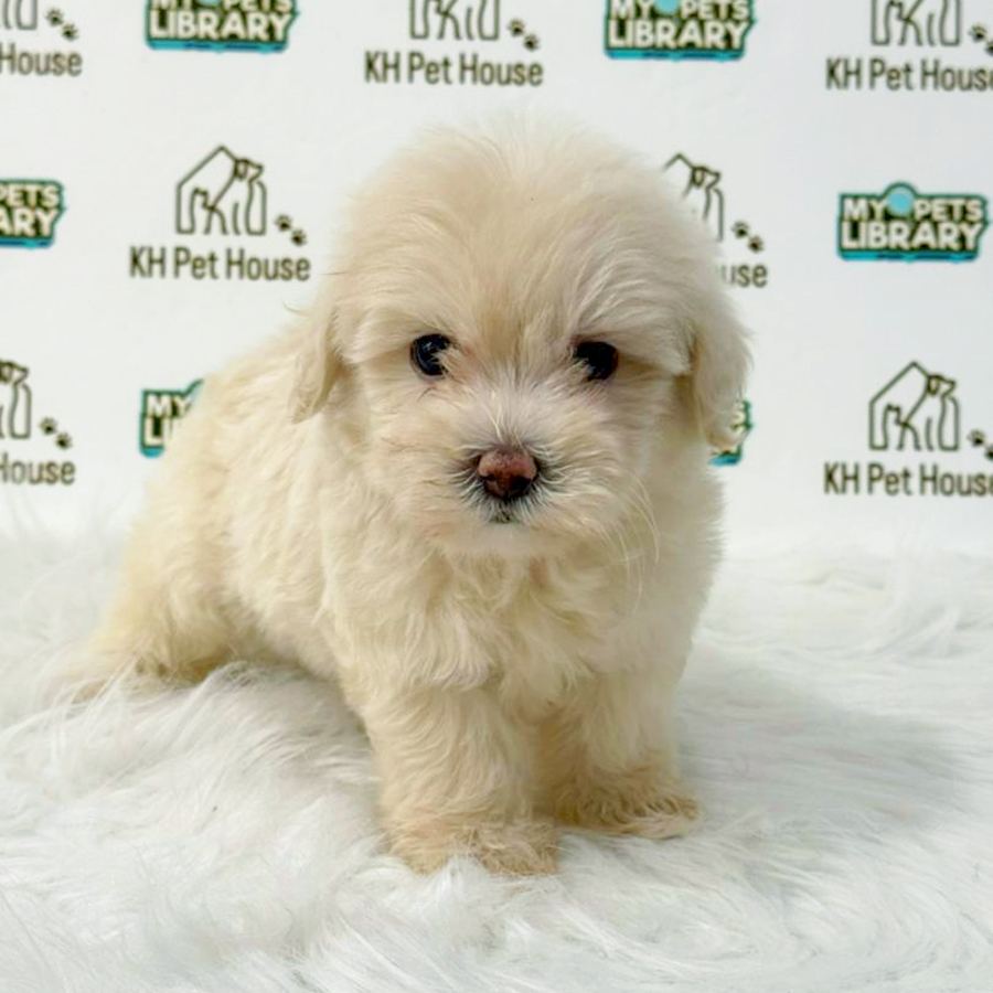 Maltipoo Puppy