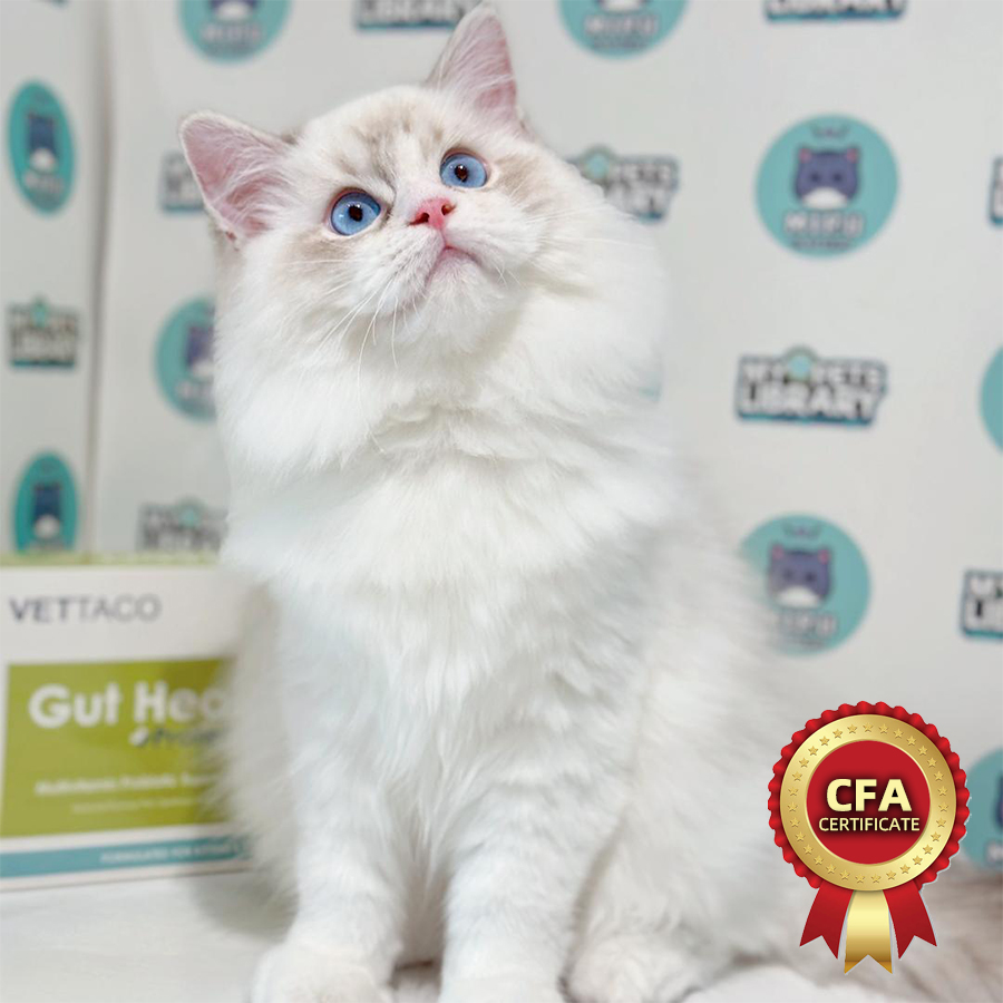 CFA Ragdoll Kitten