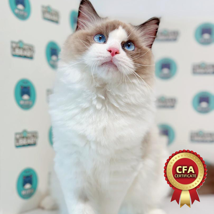 CFA Ragdoll Kitten