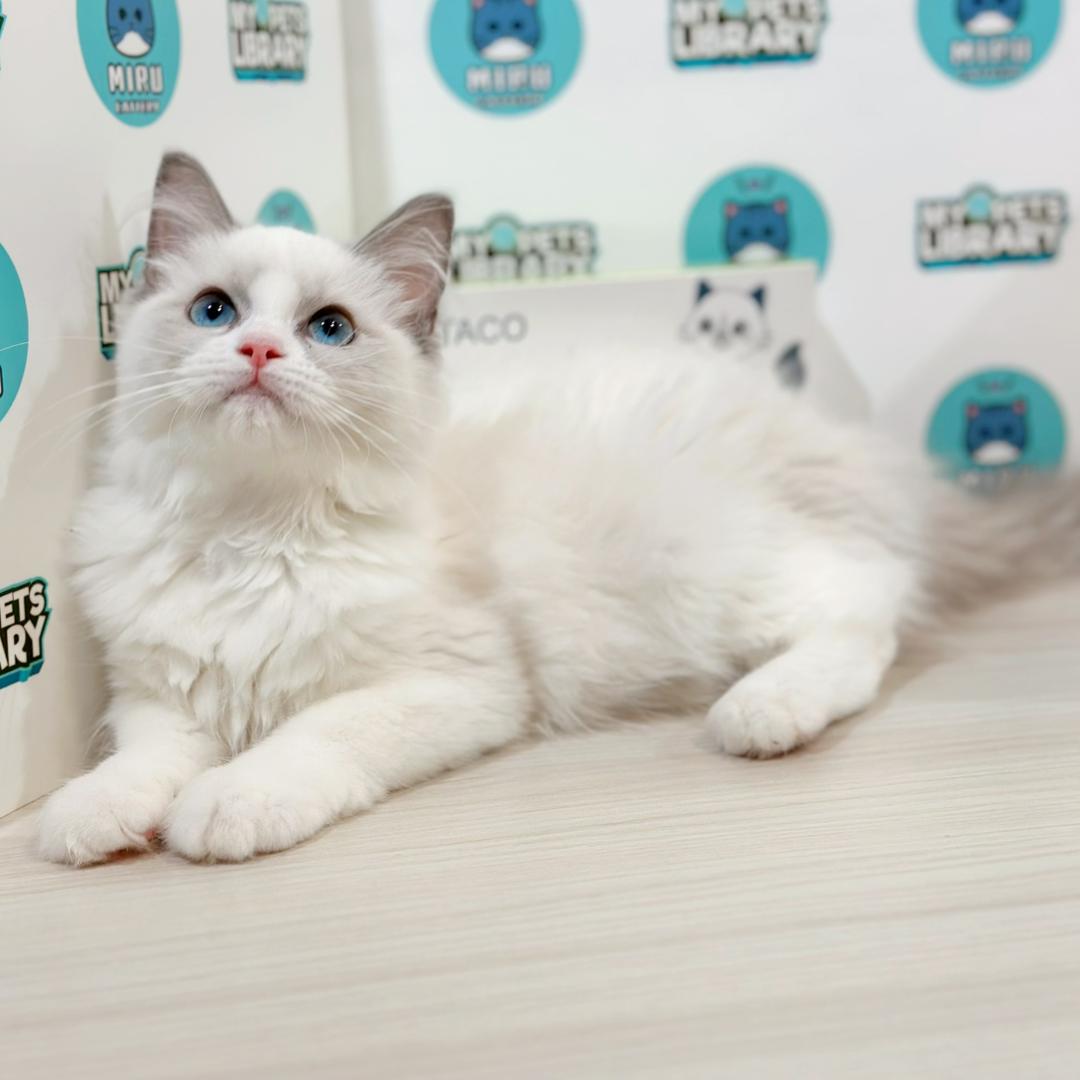 Ragdoll Kitten