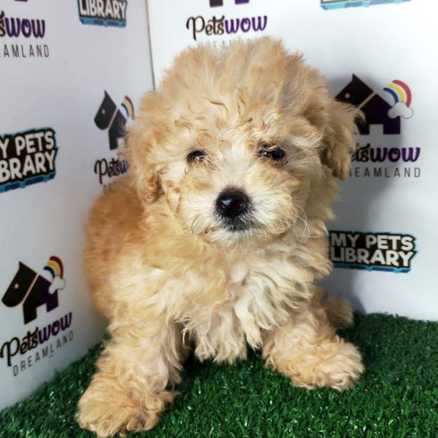 Poodle Puppy