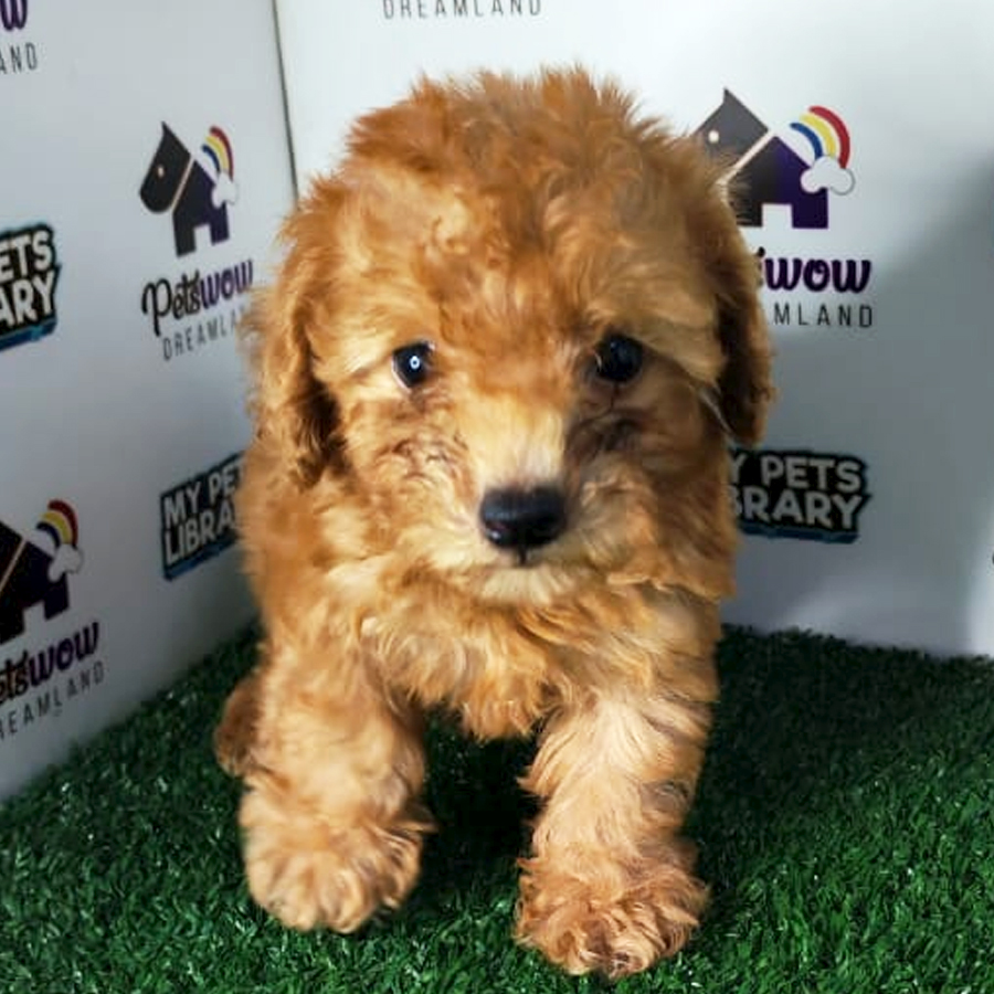 Poodle Puppy