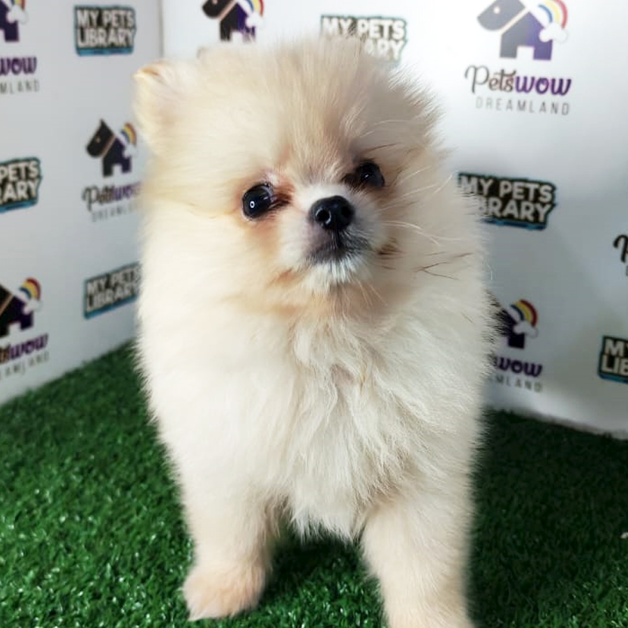 Pomeranian Puppy