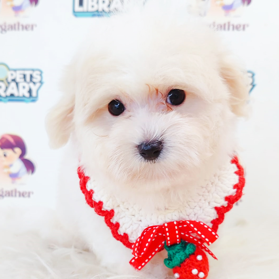 Maltipoo Puppy