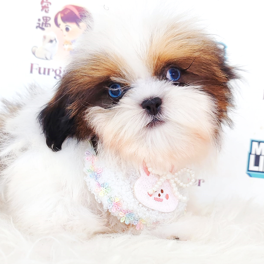 Shih Tzu Puppy