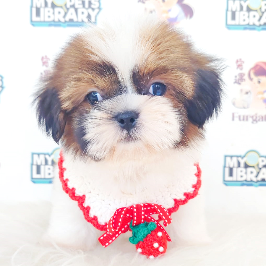 Shih Tzu Puppy