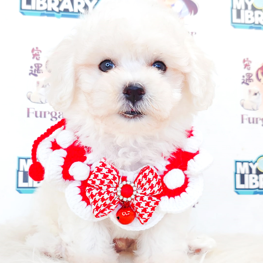 Maltipoo Puppy