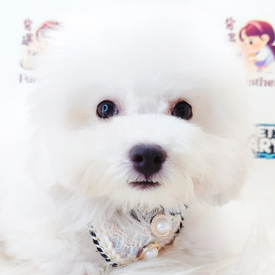 Bichon Frise Puppy