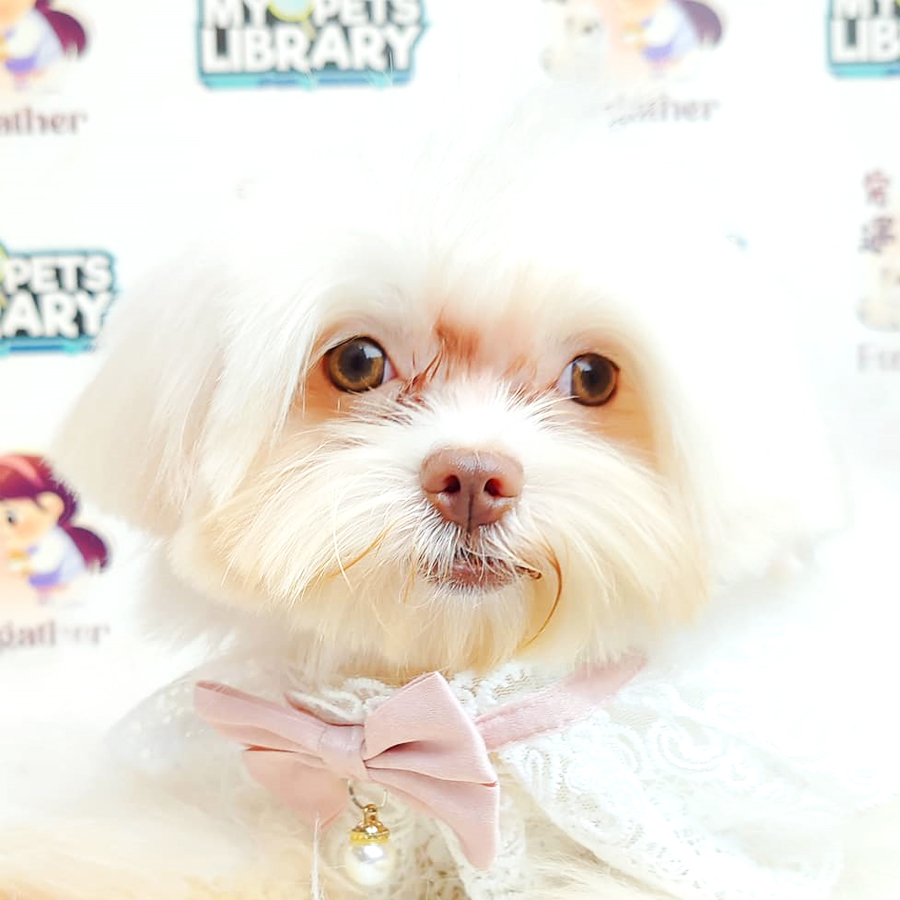Maltese Puppy