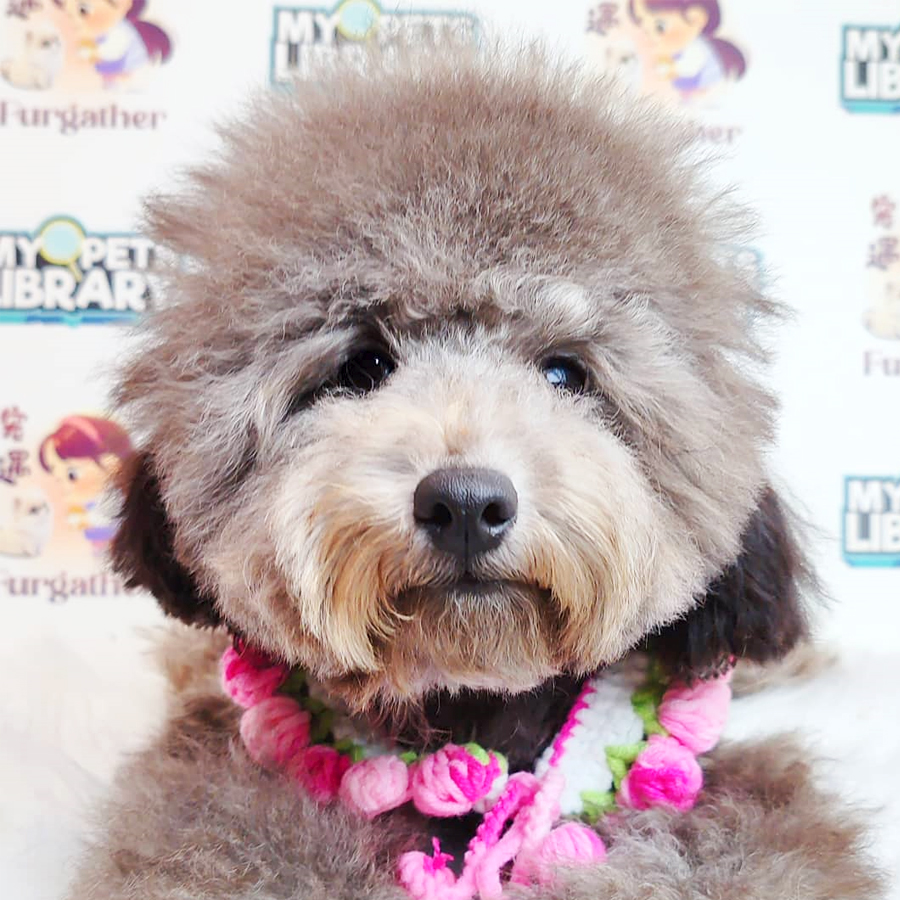 Poodle Puppy