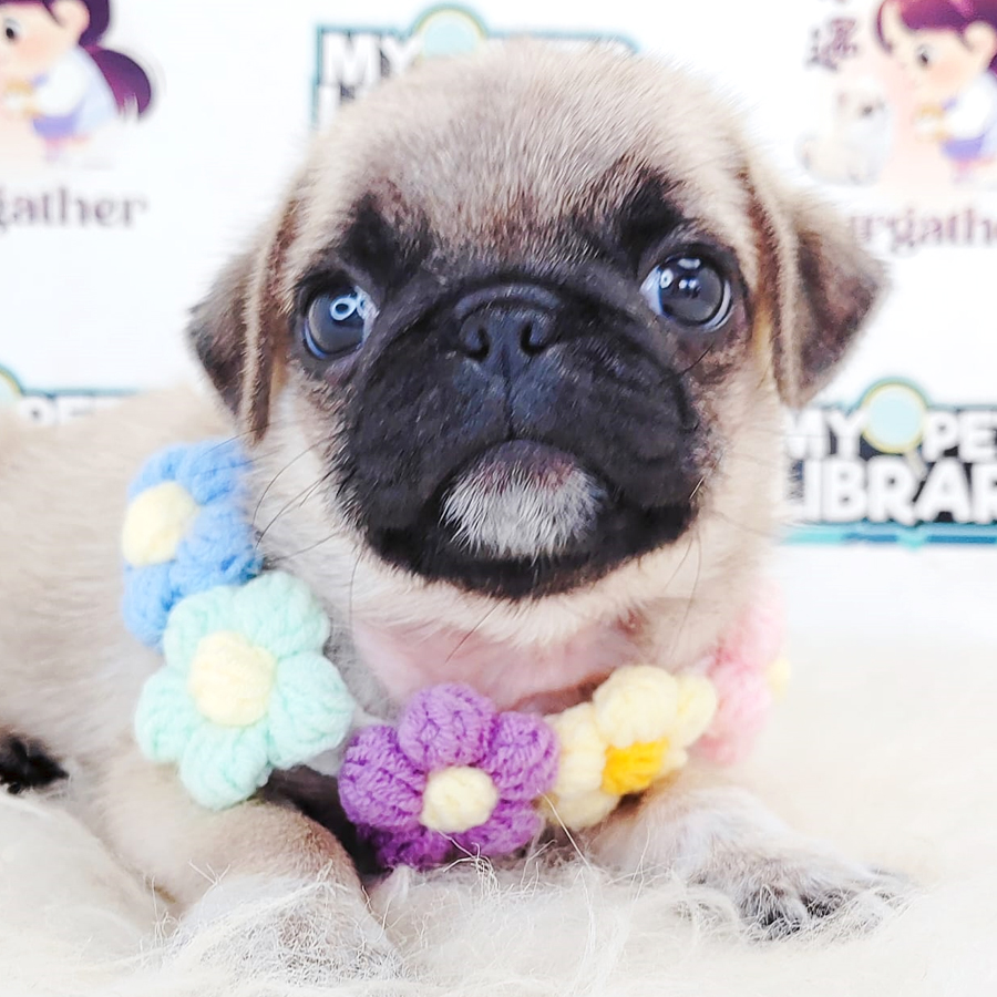 Pug Puppy