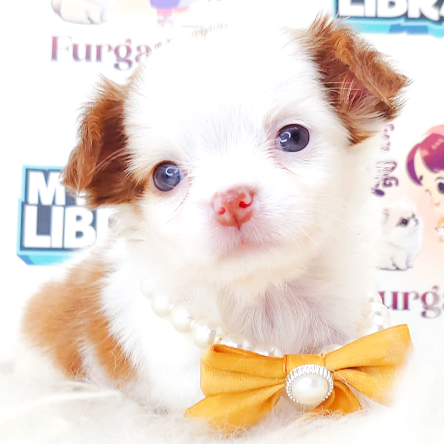 Long Coat Chihuahua Puppy