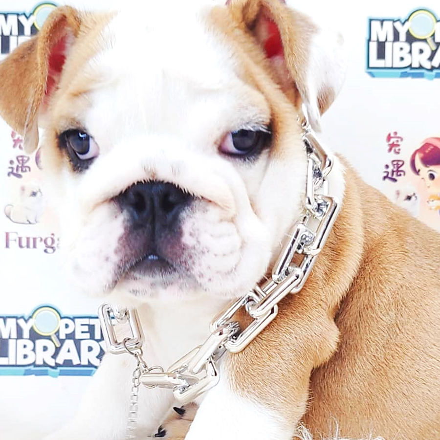 English Bulldog Puppy