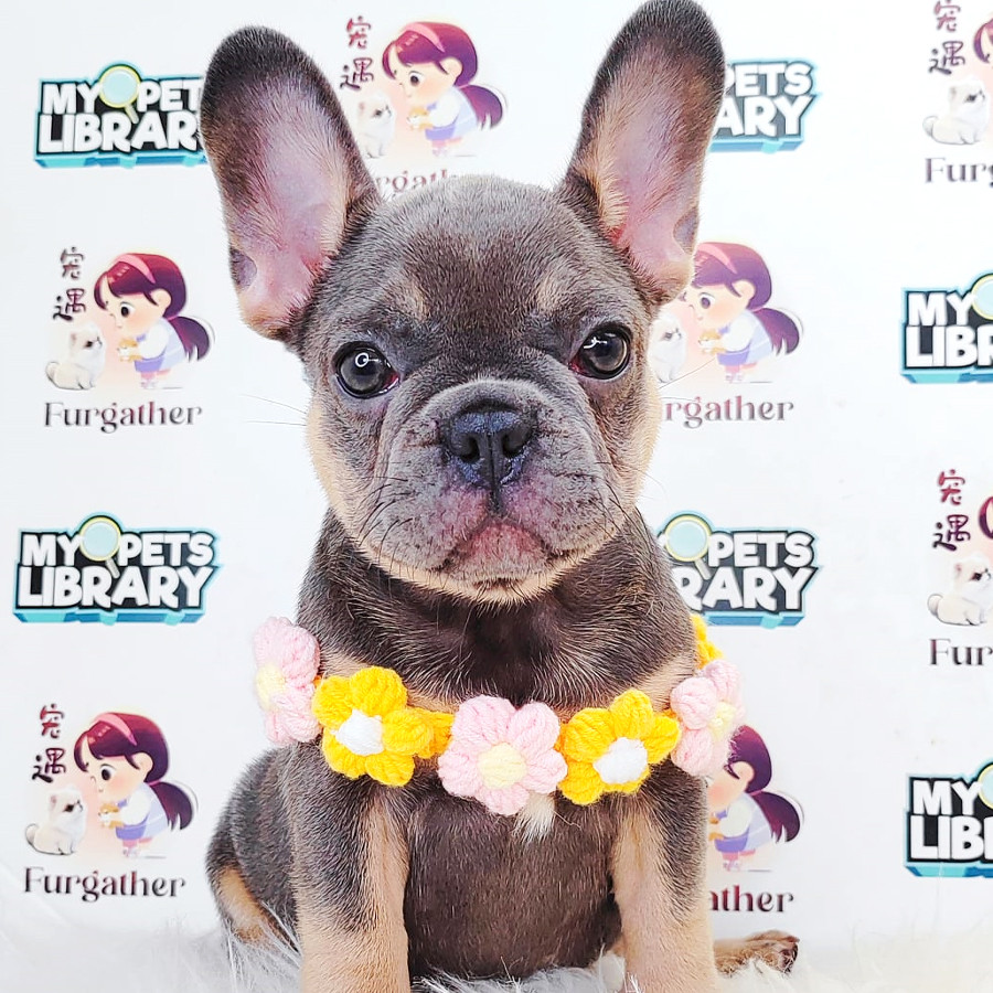 French Bulldog Puppy