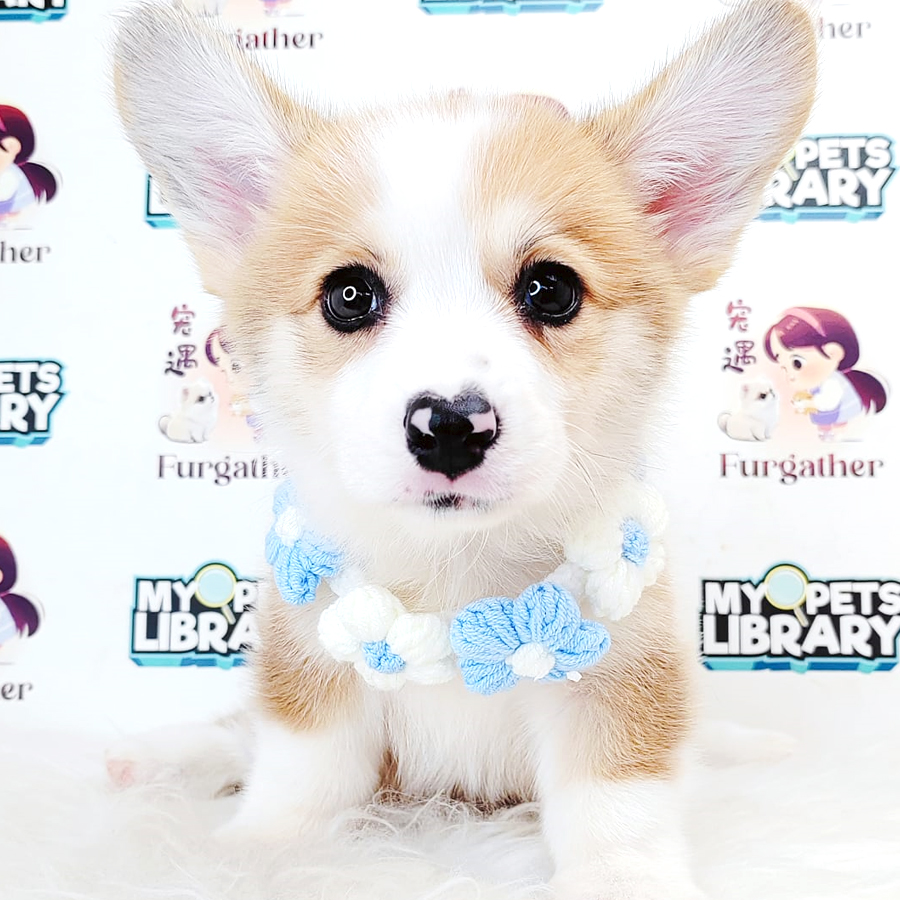Corgi Puppy