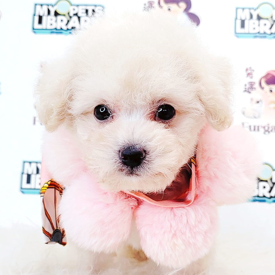 Poodle Puppy