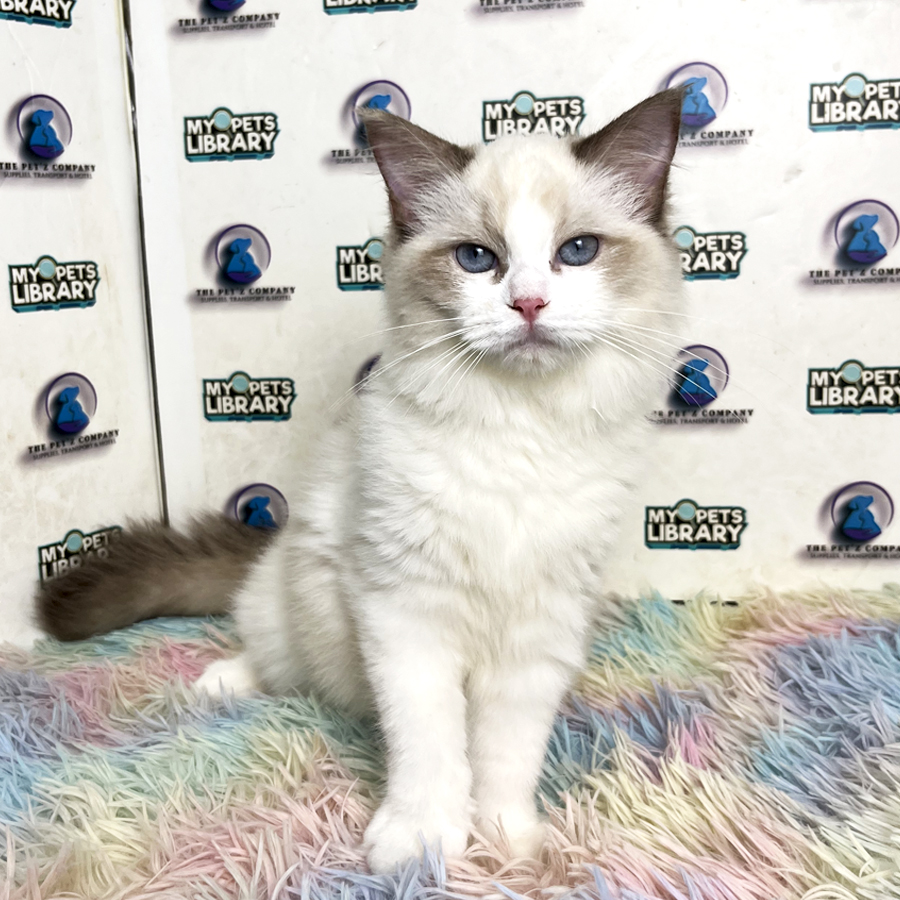 Ragdoll Kitten