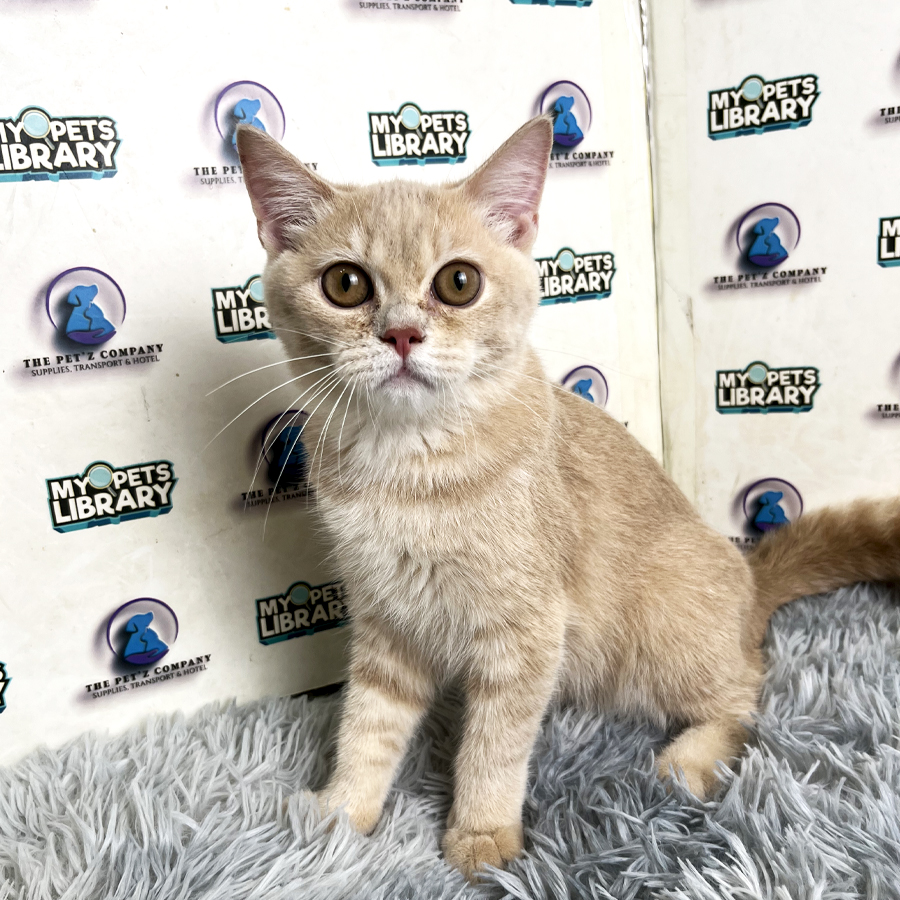 British Shorthair Kitten