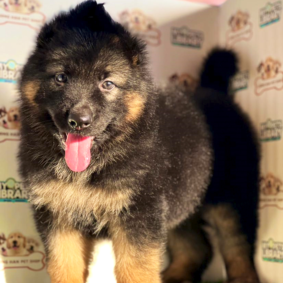 German Shepherd Puppy