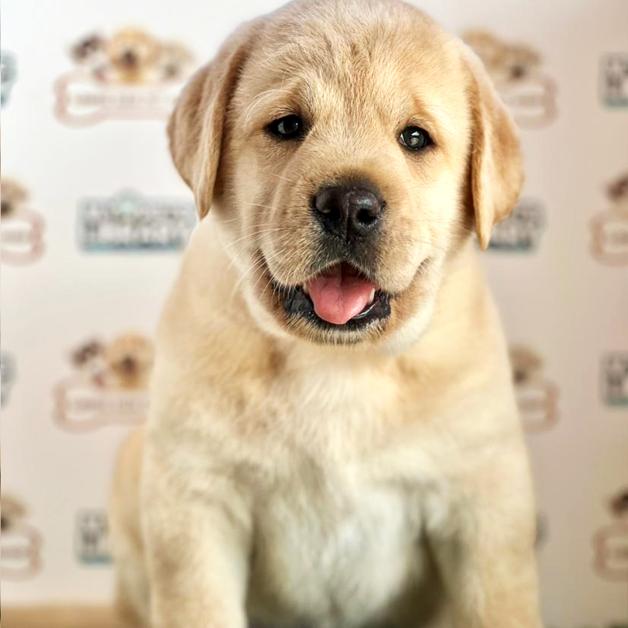 Labrador Puppy