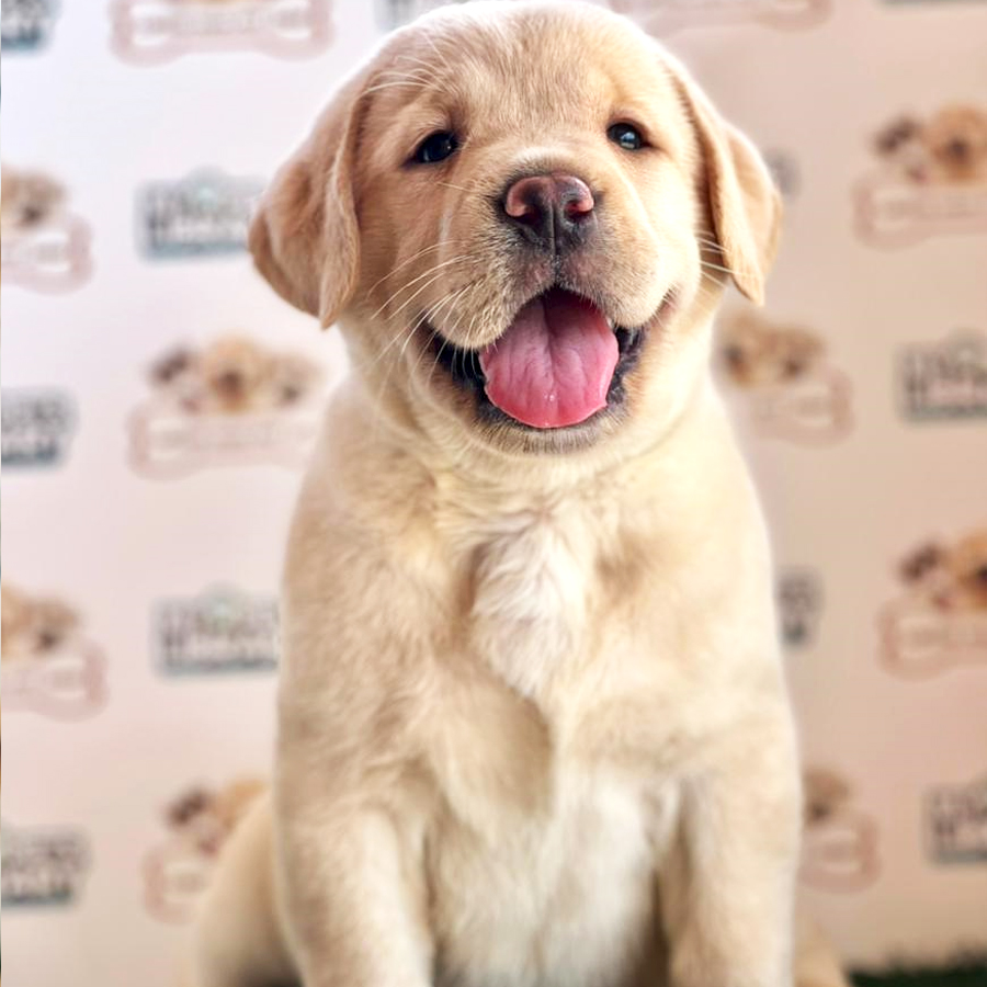 Labrador Puppy