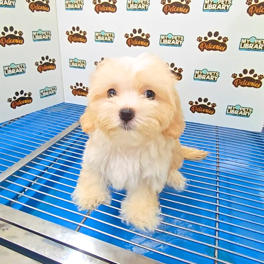 Tiny Maltipoo Puppy