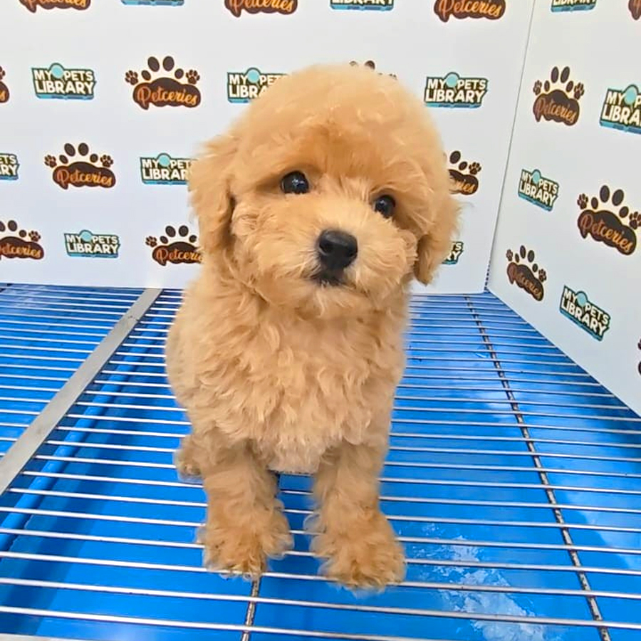 Tiny Poodle Puppy