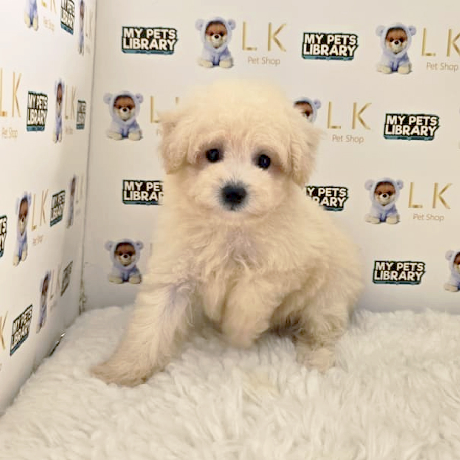 Maltipoo Puppy
