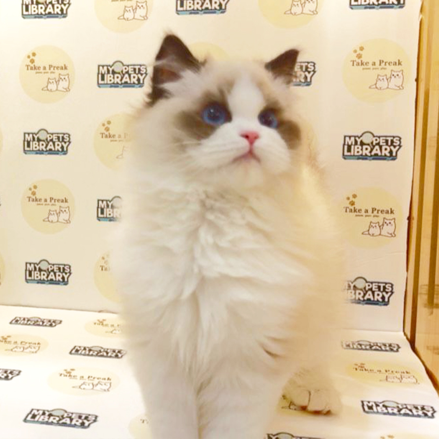 Ragdoll Kitten