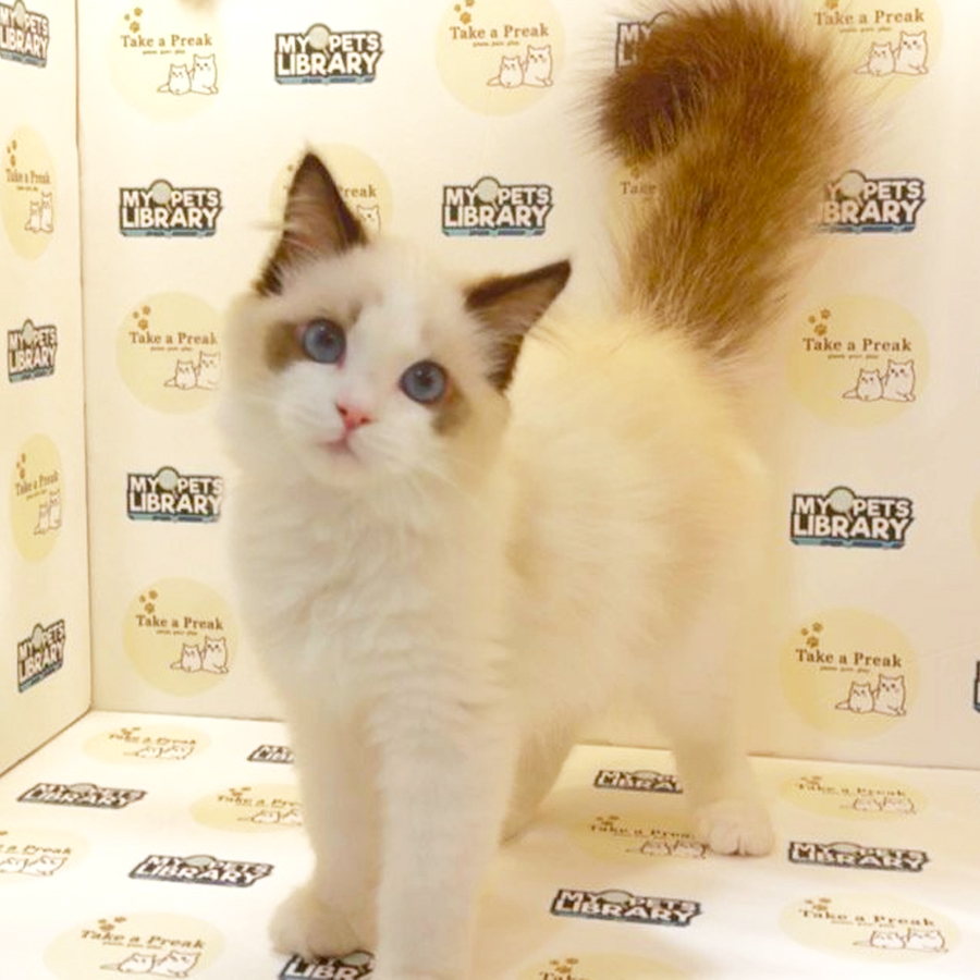 Ragdoll Kitten