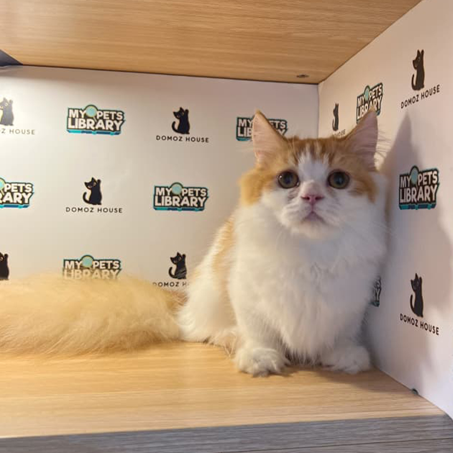Minuet Napoleon Kitten