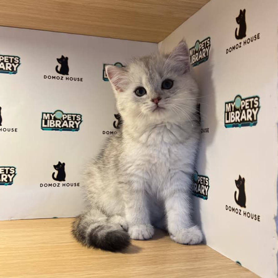 British Shorthair Kitten