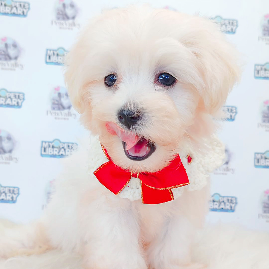 Maltese Puppy