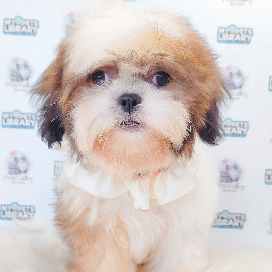 Shih Tzu Puppy