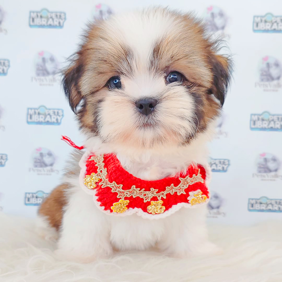Shih Tzu Puppy