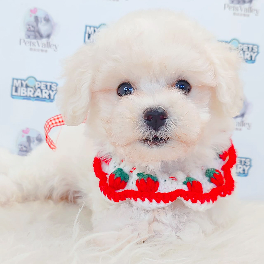 Maltipoo Puppy