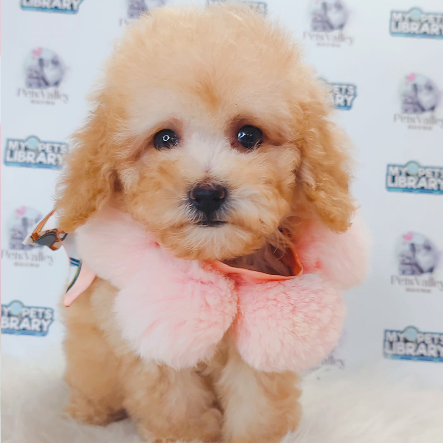 Toy Poodle Puppy