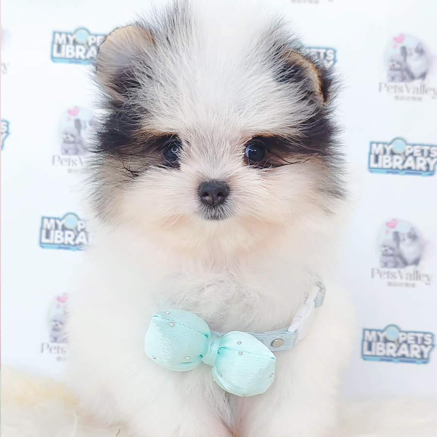 Pomapoo Puppy