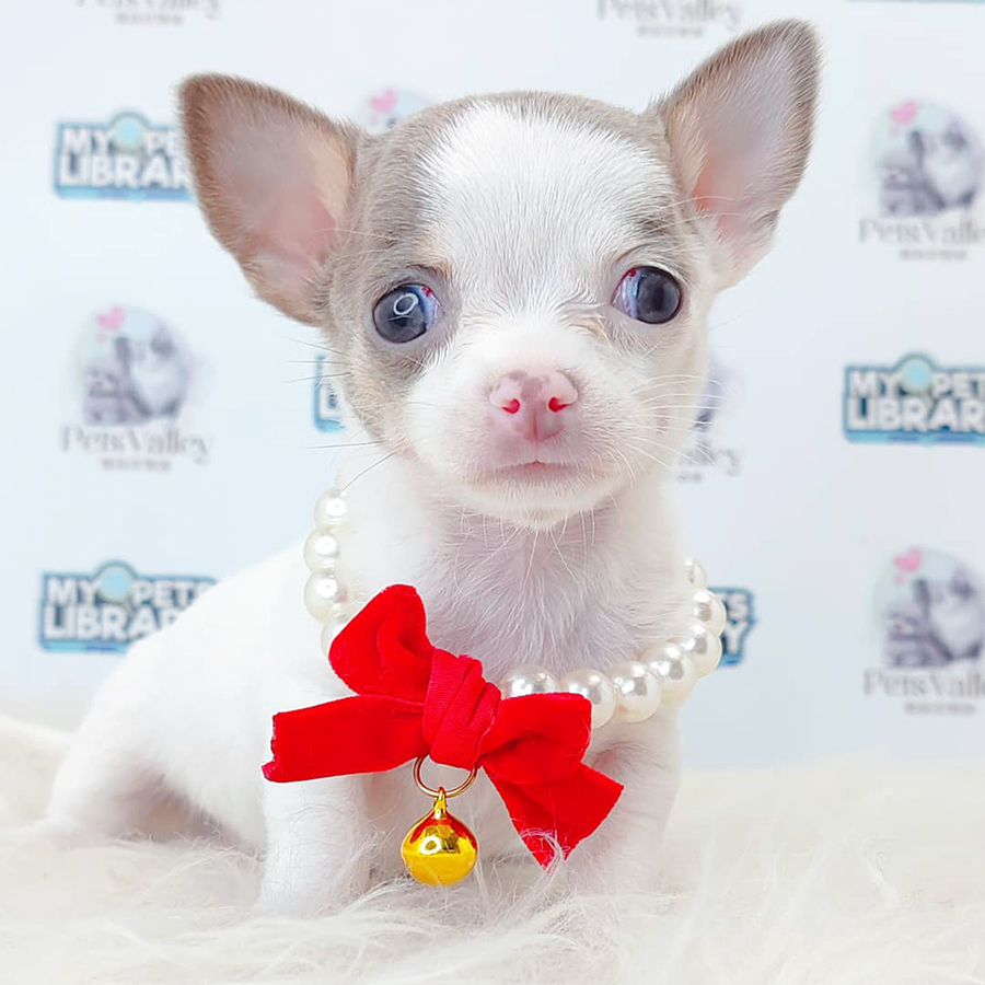 Chihuahua Puppy