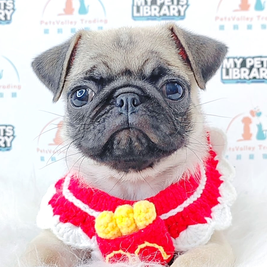 Pug Puppy
